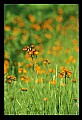 01015-00053-Orange Flowers-Orange Hawkweed.jpg