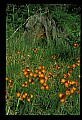 01015-00058-Orange Flowers-Orange Hawkweed.jpg