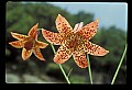 01015-00080-Orange Flowers-Canada Lily.jpg