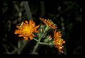 01015-00092-Orange Flowers-Orange Hawkweed.jpg