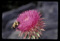 001025-00002-Pink Flowers-Bull Thistle and Bumblebee.jpg