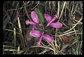 001025-00003-Pink Flowers-gaywings.jpg