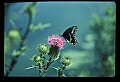 001025-00004-Pink Flowers-Bull Thistle and Swallowtail Butterfly.jpg