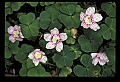 001025-00007-Pink Flowers-Wood Sorrel.jpg