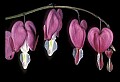 01025-00000-Pink Flowers-Domestic Bleeding hearts.jpg