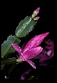 01025-00002-Pink Flowers-Christmas Cactus.jpg