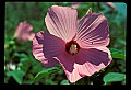 01025-00004-Pink Flowers-Swamp Rose Mallow.jpg