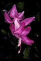 01025-00005-Pink Flowers-Christmas Cactus.jpg