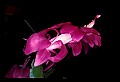 01025-00006-Pink Flowers-Christmas Cactus.jpg
