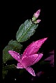 01025-00007-Pink Flowers-Christmas Cactus.jpg