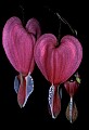 01025-00011-Pink Flowers-Domestic Bleeding Heart.jpg