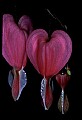 01025-00012-Pink Flowers-Domestic Bleeding Heart.jpg