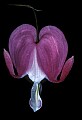 01025-00014-Pink Flowers-Domestic Bleeding Heart.jpg