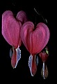 01025-00017-Pink Flowers-Domestic Bleeding Heart.jpg