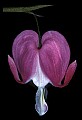 01025-00018-Pink Flowers-Domestic Bleeding Heart.jpg