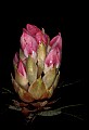 01025-00021-Pink Flowers-Greater Rhododendron.jpg