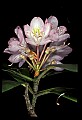 01025-00022-Pink Flowers-Greater Rhododendron.jpg