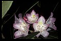 01025-00023-Pink Flowers-Greater Rhododendron.jpg