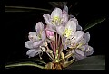 01025-00024-Pink Flowers-Greater Rhododendron.jpg