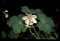 01025-00036-Pink Flowers-Garden Columbine.jpg
