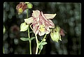01025-00037-Pink Flowers-Garden Columbine.jpg