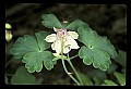 01025-00038-Pink Flowers-Garden Columbine.jpg