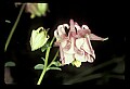01025-00039-Pink Flowers-Garden Columbine.jpg
