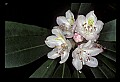 01025-00041-Pink Flowers-Greater Rhododendron.jpg