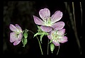 01025-00042-Pink Flowers-Wild Geranium.jpg