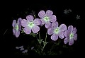 01025-00043-Pink Flowers-Wild Geranium.jpg