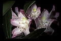 01025-00047-Pink Flowers-Greater Rhododendron.jpg