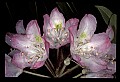 01025-00048-Pink Flowers-Greater Rhododendron.jpg