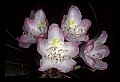 01025-00049-Pink Flowers-Greater Rhododendron.jpg