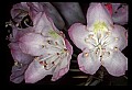 01025-00050-Pink Flowers-Great Rhododendron.jpg