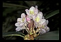 01025-00051-Pink Flowers-GreatRhododendron.jpg