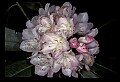 01025-00052-Pink Flowers-Great Rhododendron.jpg