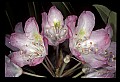 01025-00053-Pink Flowers-Great Rhododendron.jpg
