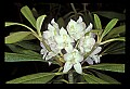 01025-00055-Pink Flowers-Great Rhododendron.jpg