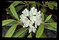 01025-00056-Pink Flowers-Great Rhododendron.jpg