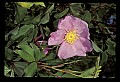 01025-00057-Pink Flowers-Carolina or Pasture Rose.jpg