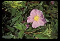 01025-00058-Pink Flowers-Carolina or Pasture Rose.jpg