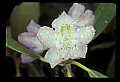 01025-00063-Pink Flowers-Great Rhododendron.jpg