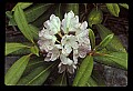 01025-00064-Pink Flowers-Great Rhododendron.jpg