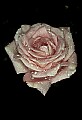 01025-00068-Pink Flowers-Pink Rose.jpg