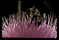 01025-00078-Pink Flowers-Bumble Bee on Field Thistle.jpg
