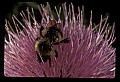 01025-00079-Pink Flowers-Bumble Bee on Field Thistle.jpg