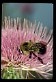 01025-00081-Pink Flowers-Bumble Bee on Field Thistle.jpg