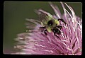 01025-00082-Pink Flowers-Bumble Bee on Field Thistle.jpg
