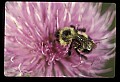 01025-00083-Pink Flowers-Bumble Bee on Field Thistle.jpg