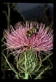 01025-00090-Pink Flowers-Bumble Bee on Field Thistle.jpg